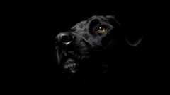 Black Dogs animal