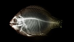 Black fish X-ray