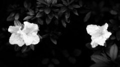 Black Flowers grayscale