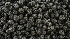 Black fruits blackberries