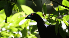 Black guan Birds bird