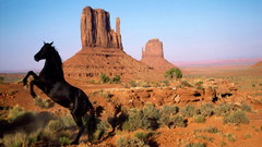 Black horse desert Wild 1600x1200