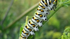Black insects caterpillars