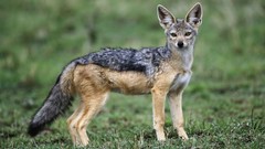 Black Kenya jackal mara