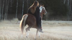Black light Horses hood fields shadows forests ponies