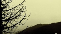 Black Metal folk metal album covers progressive metal Negura 