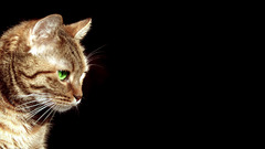 Black minimalistic cats Green