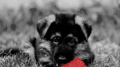 Black Puppies Dogs selective coloring
