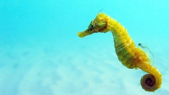 Black Sea fauna seahorse