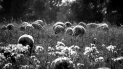 Black sheeps Animals animal