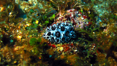 Black Spotted nudibranch marine