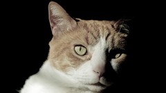 Black wall white cats orange pets yellow eyes