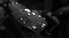 Black water drops
