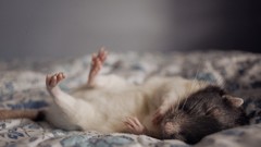 Black white Animals beds