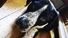 Black white Animals Dogs