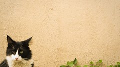 Black white cats yellow eyes