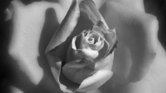 Black white roses Flowers