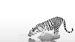 Black white tiger artwork