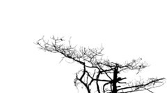 Black white tree nature