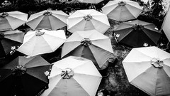 Black white Umbrellas