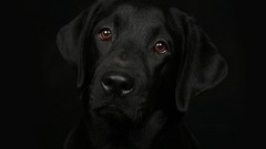 Black white woman Dogs