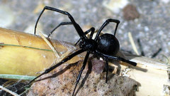 Black widow