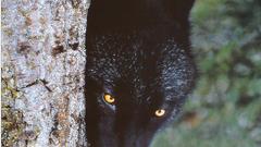 Black wolf beautiful