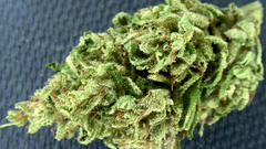 Blackberry bars has post hash diesel