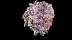 Blackberry copy not lot but moar have