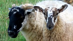 Blackie ewe and lamb
