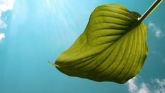 Blatt nature leaves blue