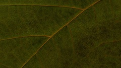 Blatt Zoom schicht leaf