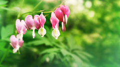 Bleeding Hearts love Green