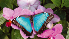 Bleu orchidee insect