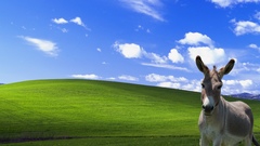 Bliss donkey have New