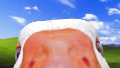 Bliss Ducks windows xp