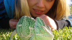 Blondes Reptiles chameleons