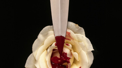 Bloody rose white knife