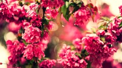 Bloom bokeh macro pink