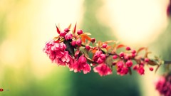 Bloom bokeh macro pink