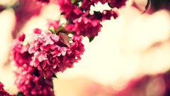 Bloom Flowers pink bokeh