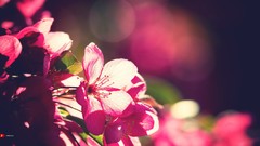 Bloom macro bokeh Flowers