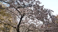 Bloom spring blossom