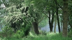 Bloom The Netherlands