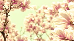 Blossom blossoms flora