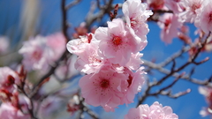 Blossom nature dump high