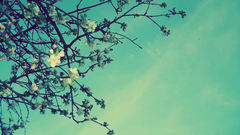 Blossoms apples white Flowers