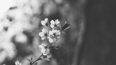 Blossoms cherry blossoms grayscale
