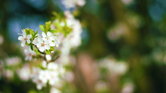 blossoms Flowers Plants bokeh macro