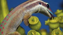 Blossoms national geographic geckos